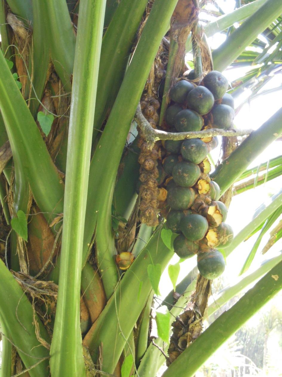 Borassodendron machadonis in Peradeniya