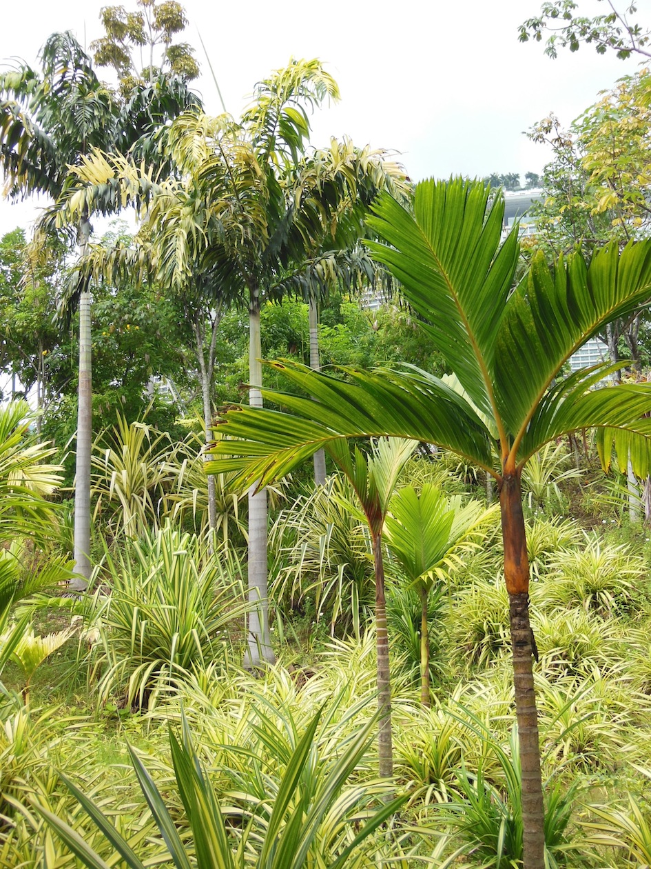 Areca in Gardens by the Bay Singapore