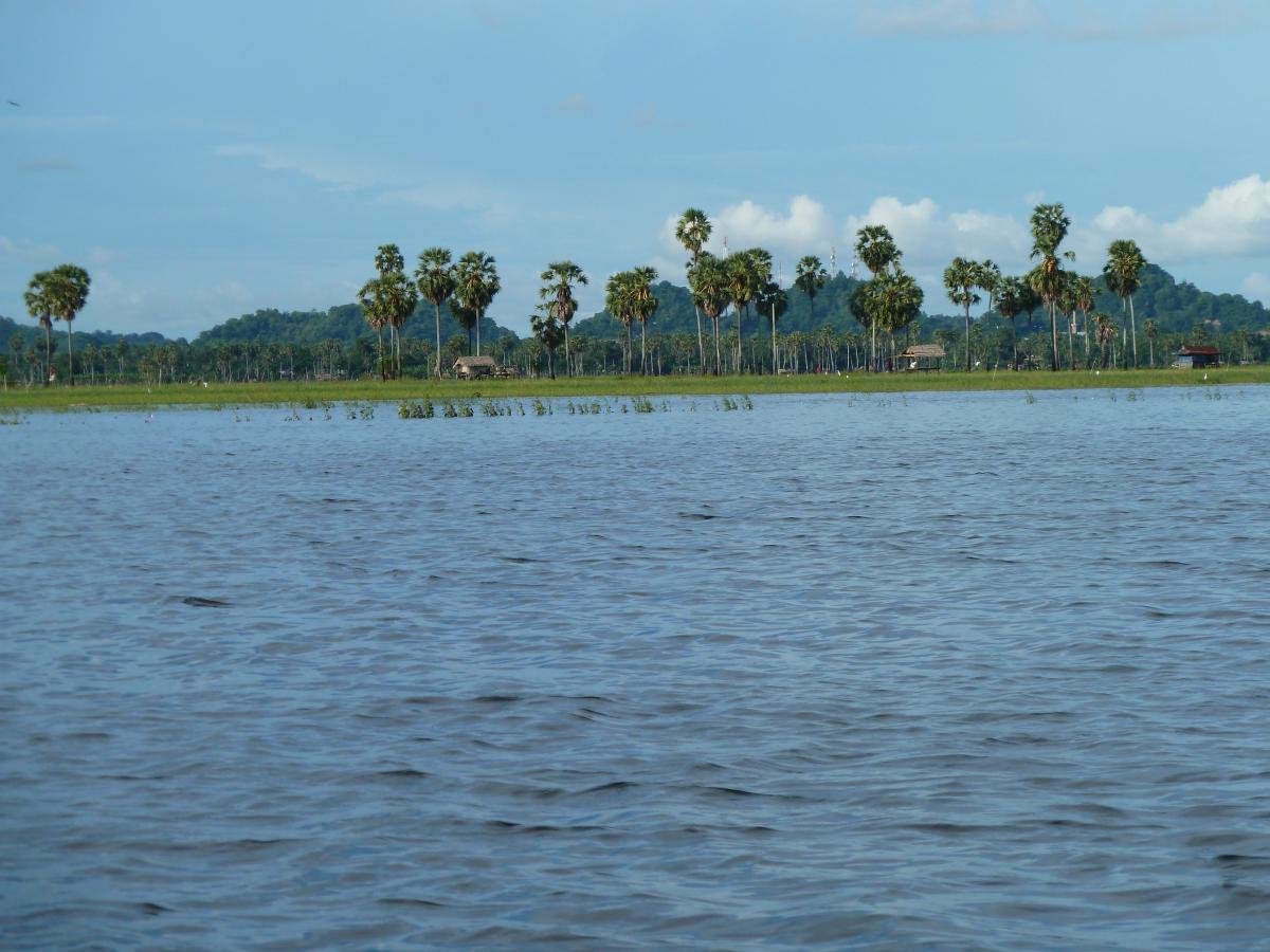 more palms in Sulawesi