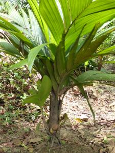 post-6735-0-88473300-1433788422_thumb.jp