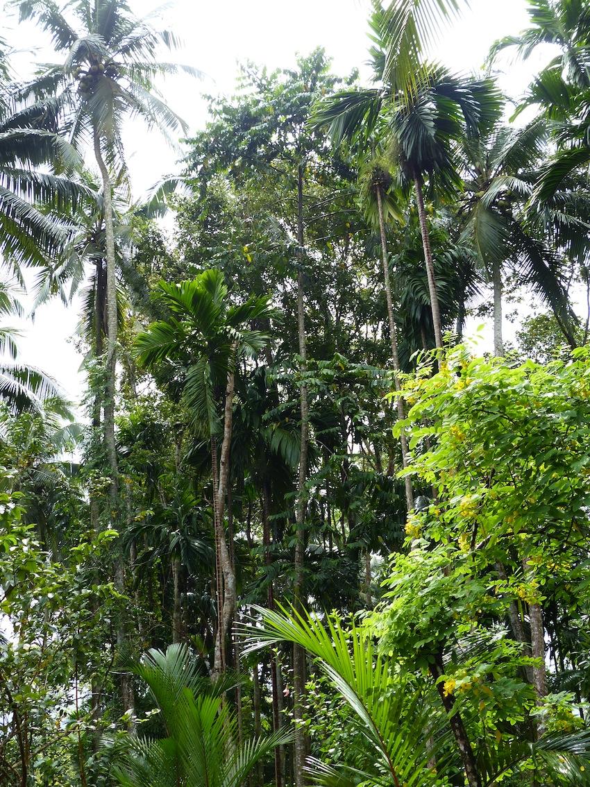 Areca in countryside