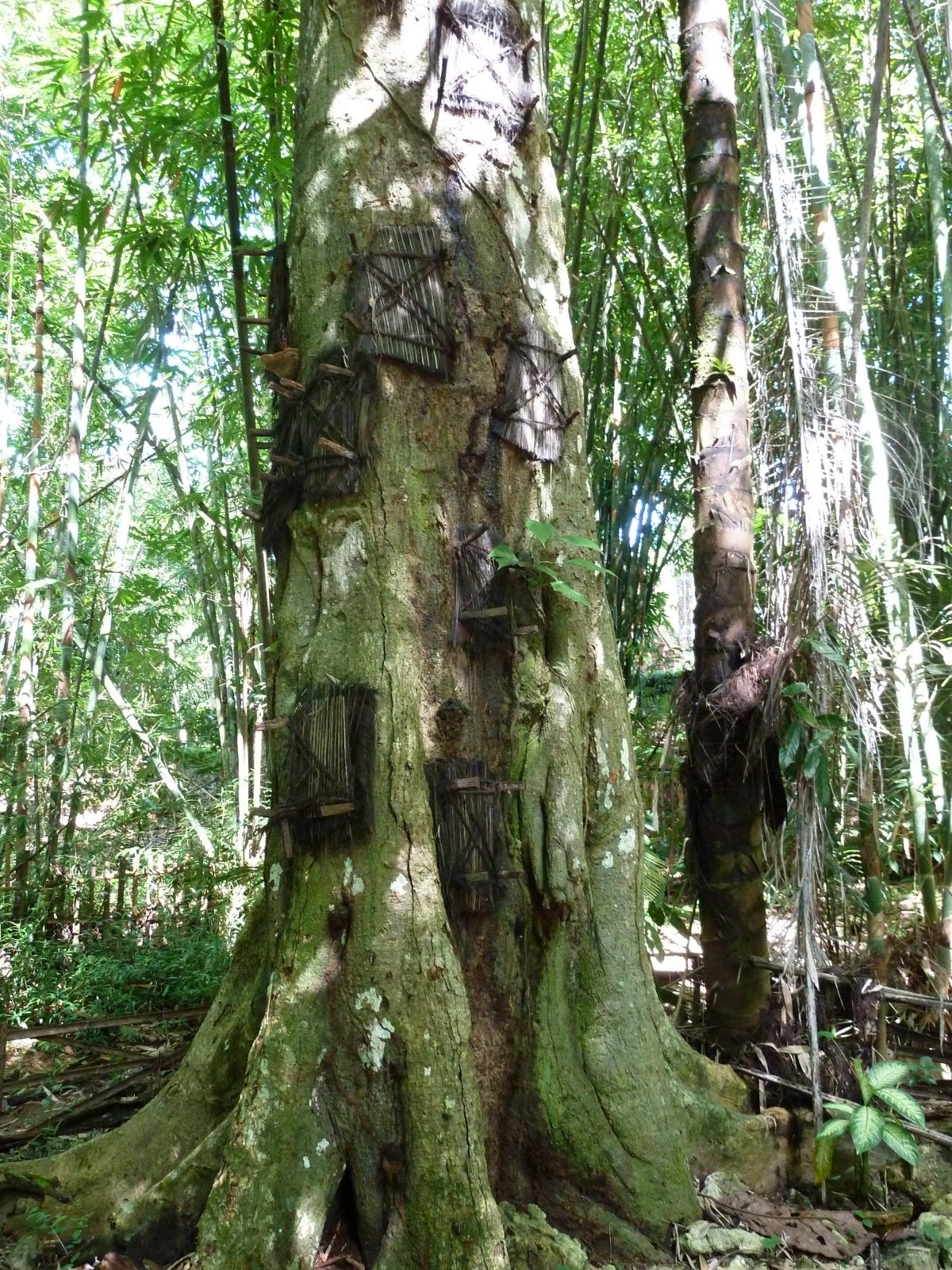 dead infants's tree