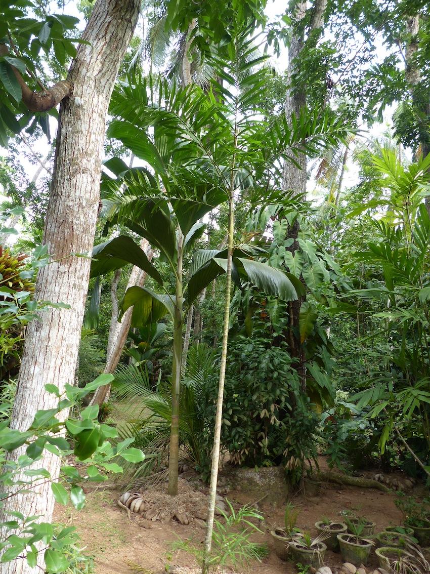 Thabit's garden last week