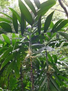 post-6735-0-97493000-1356832390_thumb.jp