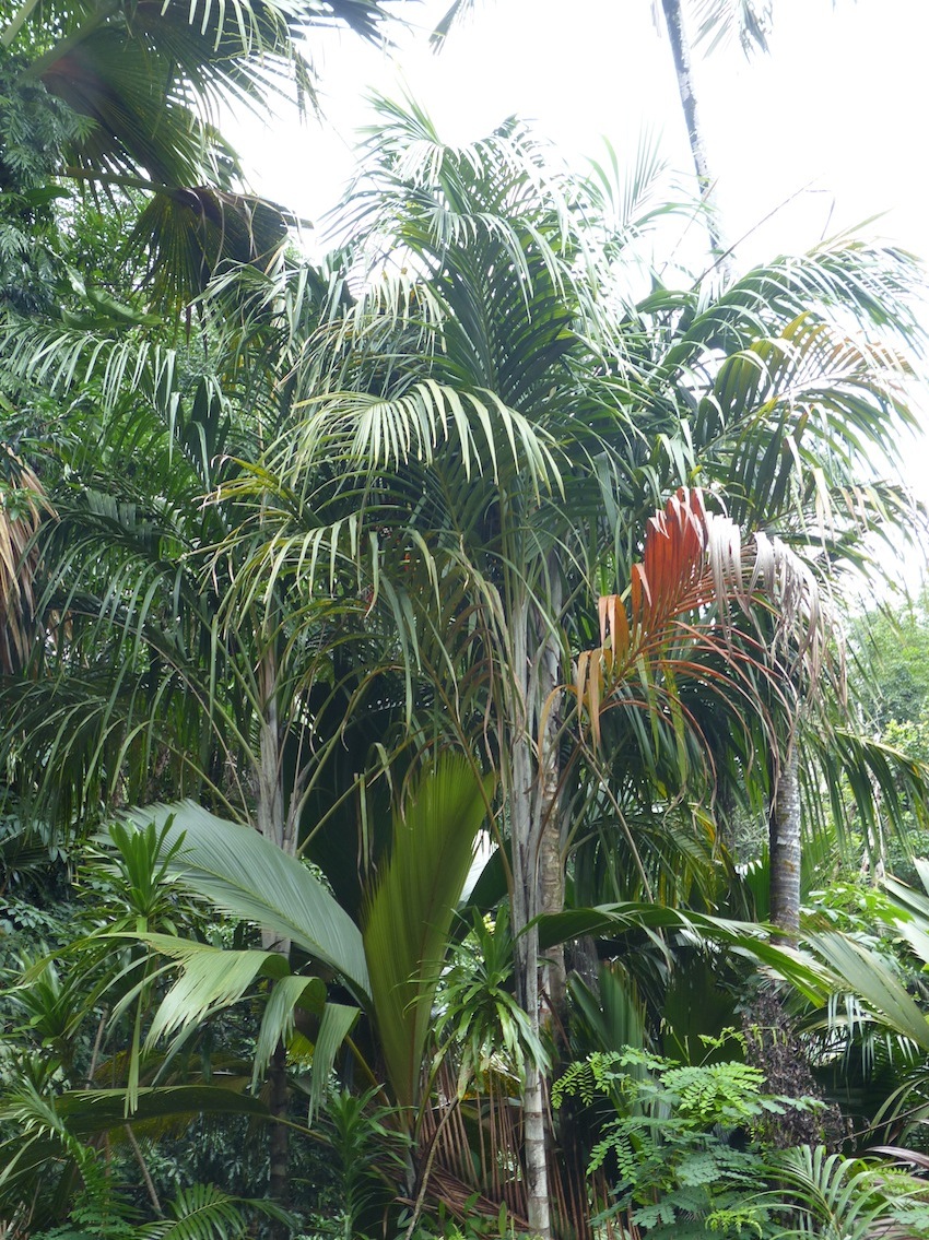 Road side weeds … sorry; ...views in Praslin Seychelles