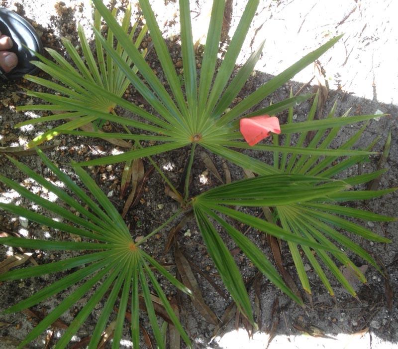 Which Coccothrinax, Dypsis, and Geonoma are these?