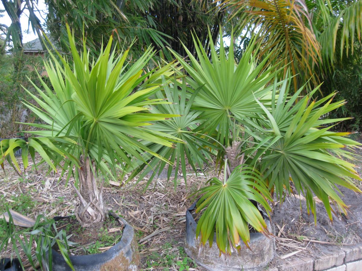 THRINAX RADIATA For Sale PalmTalk