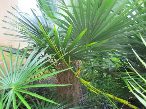 post-6963-0-25827400-1350648726_thumb.jp