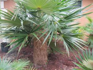 post-6963-0-88809700-1350648482_thumb.jp