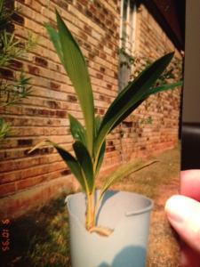 post-6970-0-91555700-1347243125_thumb.jp