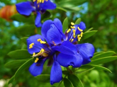 Tropical Treasures of the Desert