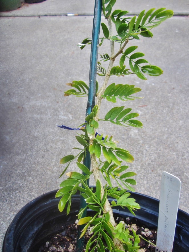 Guaiacum coulteri Pt. 2