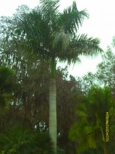 post-7094-0-29247200-1440217487_thumb.jp