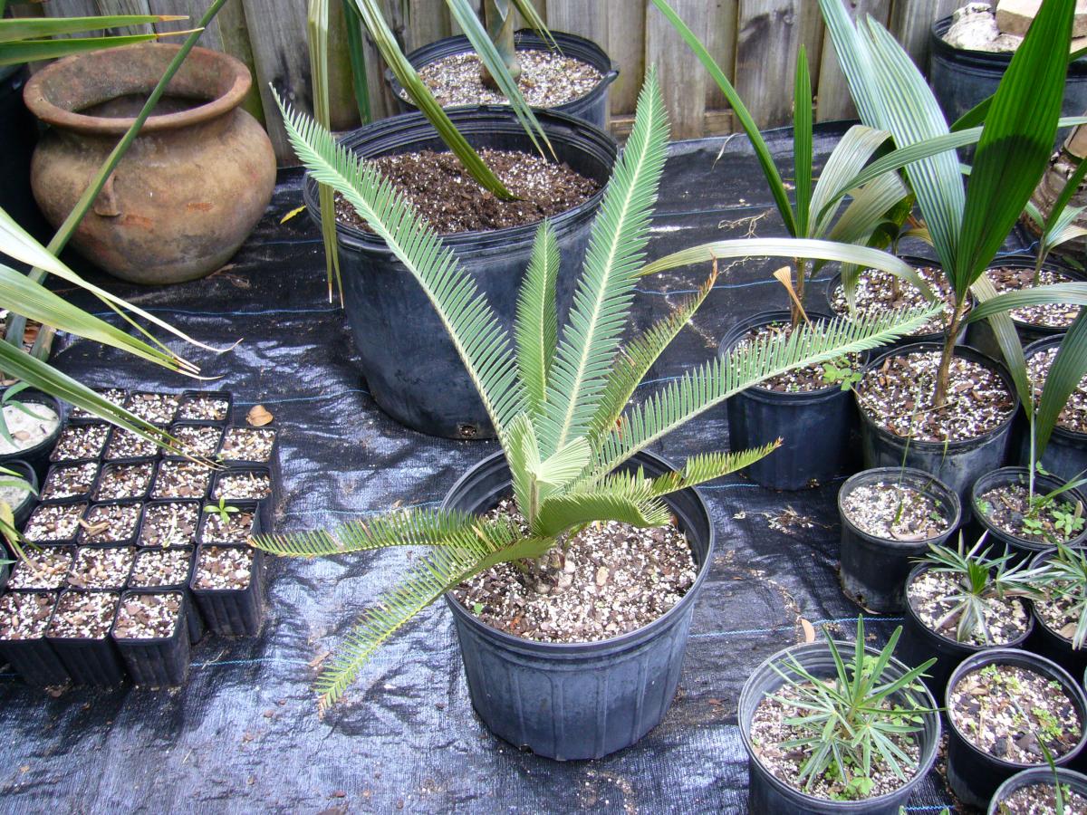 Dioon califanoi For Sale PalmTalk