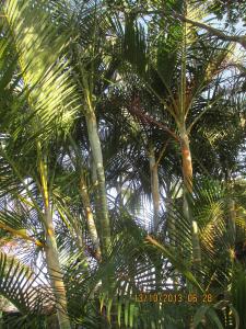 post-7381-0-00080600-1381611556_thumb.jp