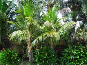 post-7381-0-00349100-1396850198_thumb.jp