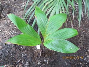 post-7381-0-14010100-1381635649_thumb.jp