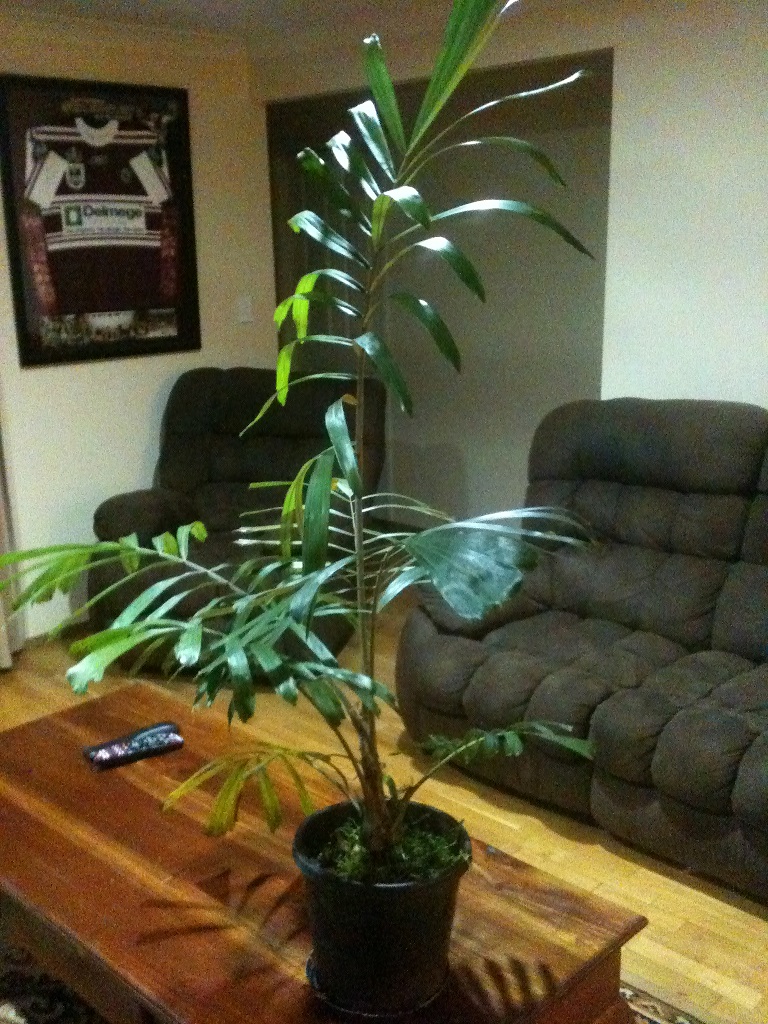 palm ID please