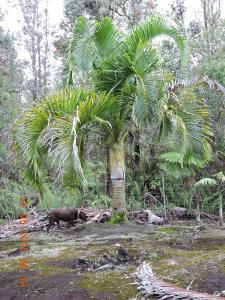 post-7381-0-22672900-1433064878_thumb.jp