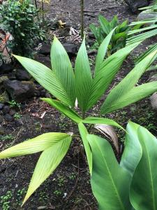 post-7381-0-23735000-1432885008_thumb.jp