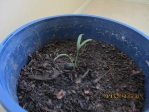 post-7381-0-30285100-1381612936_thumb.jp