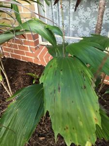 post-7381-0-32938900-1428824535_thumb.jp