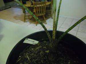 post-7381-0-35225500-1382176558_thumb.jp