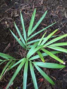 post-7381-0-40351600-1428828620_thumb.jp