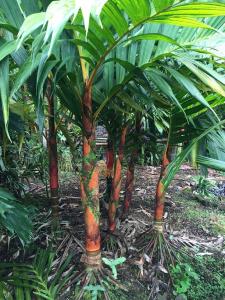 post-7381-0-40910700-1432883951_thumb.jp