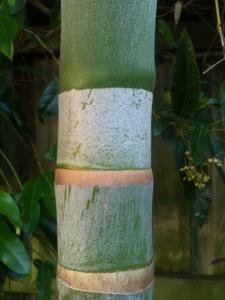 post-7381-0-49676700-1389344899_thumb.jp