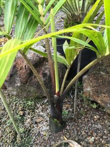 post-7381-0-50862800-1433058827_thumb.jp