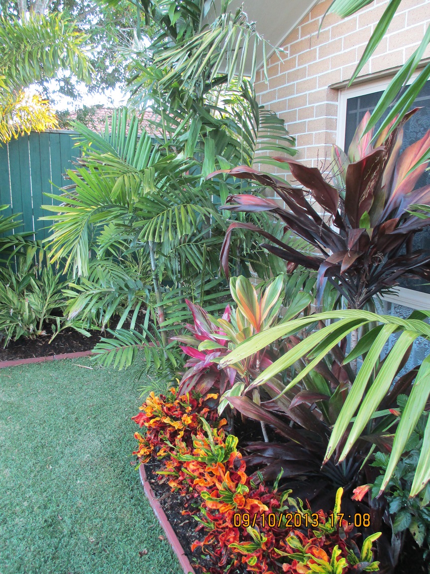 Another Brisbane garden DISCUSSING PALM TREES WORLDWIDE PalmTalk