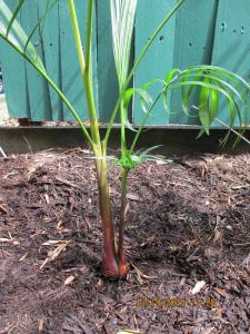 post-7381-0-53590900-1381635546_thumb.jp