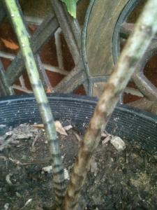 post-7381-0-54643400-1389344208_thumb.jp