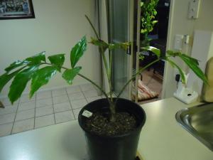 post-7381-0-54686400-1382176516_thumb.jp