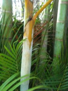 post-7381-0-63565300-1389344744_thumb.jp