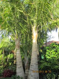 Another Brisbane garden - DISCUSSING PALM TREES WORLDWIDE - PalmTalk