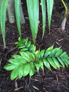 post-7381-0-71510200-1428829349_thumb.jp