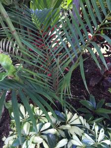 post-7381-0-82296100-1428824936_thumb.jp