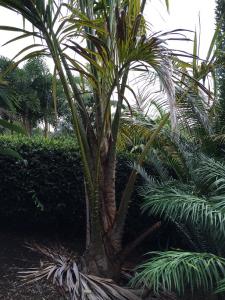 post-7381-0-88647000-1432888371_thumb.jp