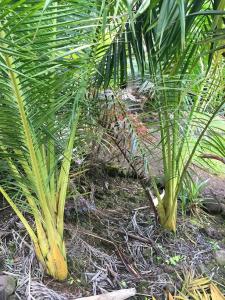 post-7381-0-89827700-1432888258_thumb.jp