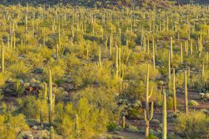post-74-0-80169200-1426167786_thumb.jpg