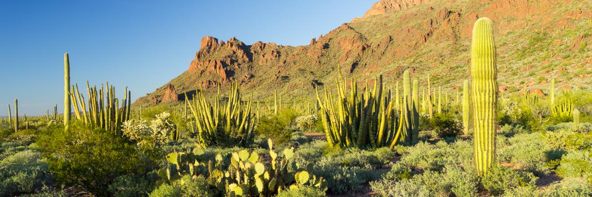 Organ Pipe National Monument