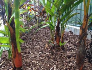 post-7433-0-43459100-1412676409_thumb.jp