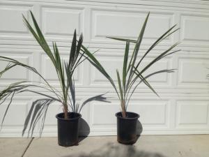 post-7434-0-00202000-1419640617_thumb.jp