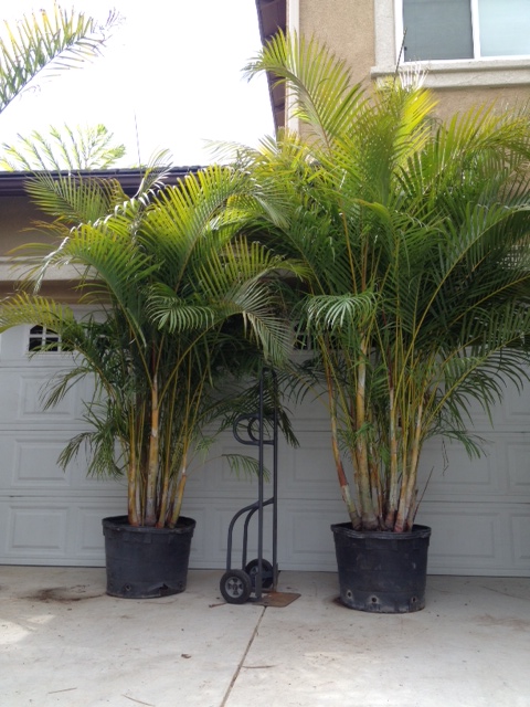 MONSTER 25 & 15 gal Dypsis lutescens for sale