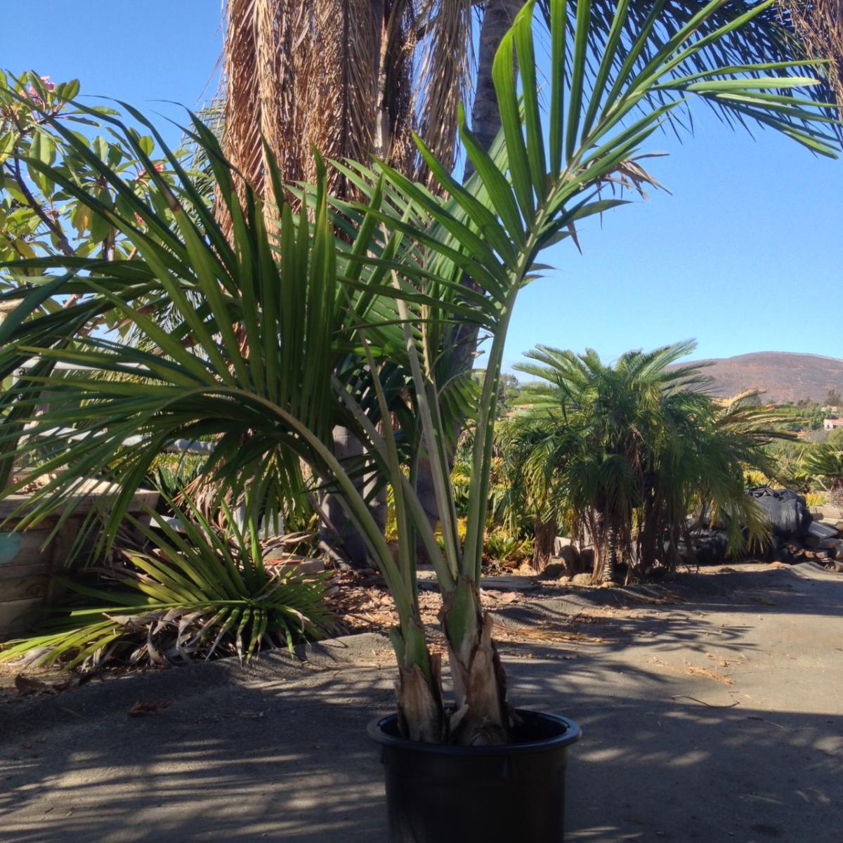 15 gal double hedyscepe canterburyana specimen For Sale PalmTalk