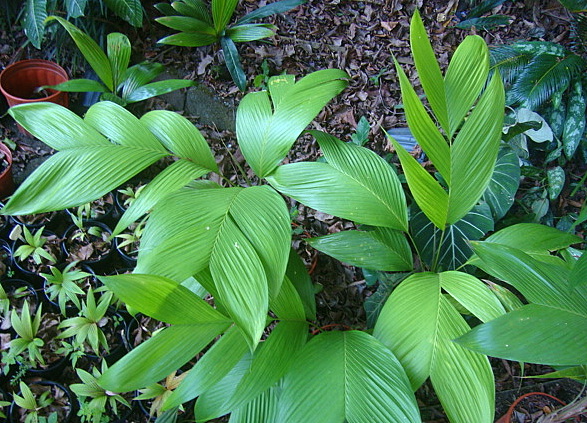 Can any Geonomas survive in S FL?