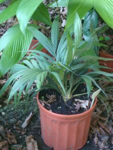 post-747-014169700 1334275404_thumb.jpg