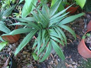 post-747-019135400 1334274591_thumb.jpg